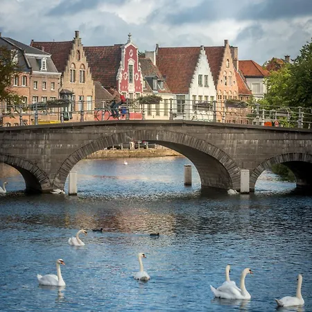 Royal Swans * Brygge